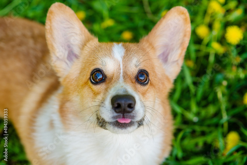 Corgi dog looking at the camera with his tongue out