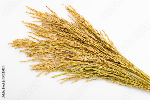 Ear of paddy , Ears of rice on white background