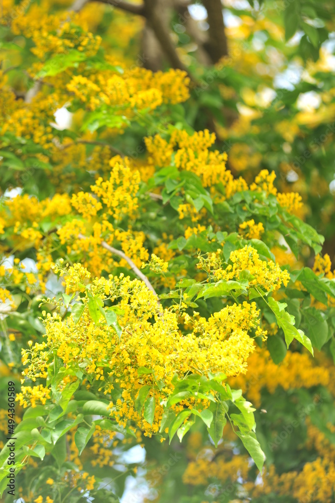 Obraz premium Burma Padauk in selective focus point