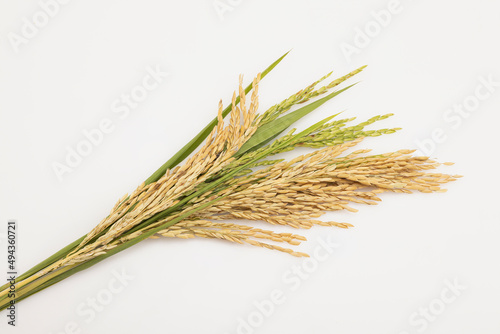 Ear of paddy , Ears of rice on white background