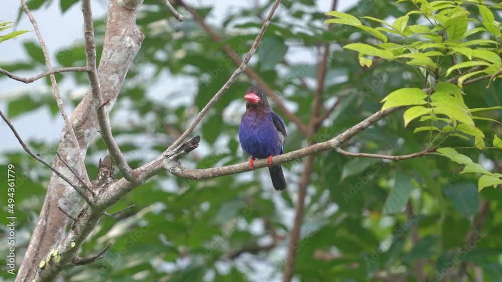 rufous backed kingfisher is perched on a branch carrying fresh prey rufous backed kingfisher is perched on a branch carrying fresh prey