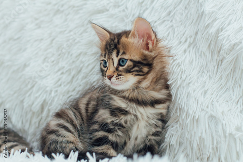Cute dark grey charcoal long-haired bengal kitten sitting on a furry blanket.