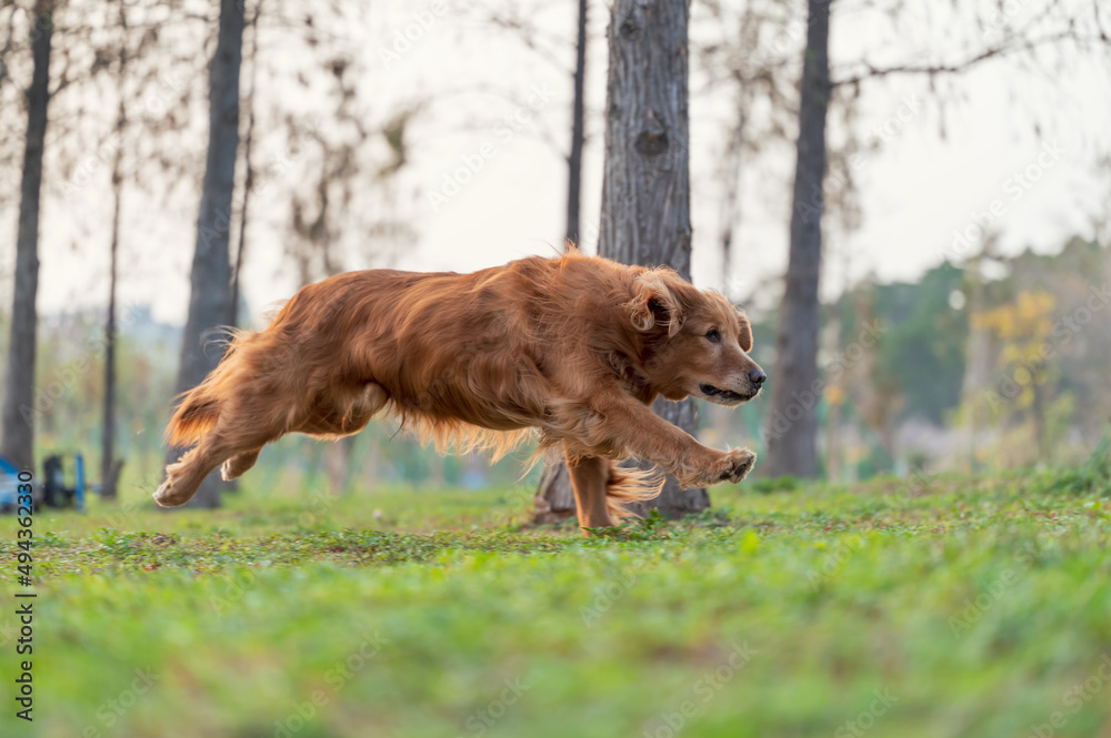 Golden Retriever running fast on grass