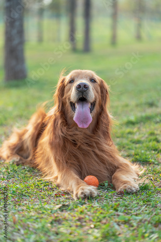 Golden Retriever lying on grass and playing with toy ball