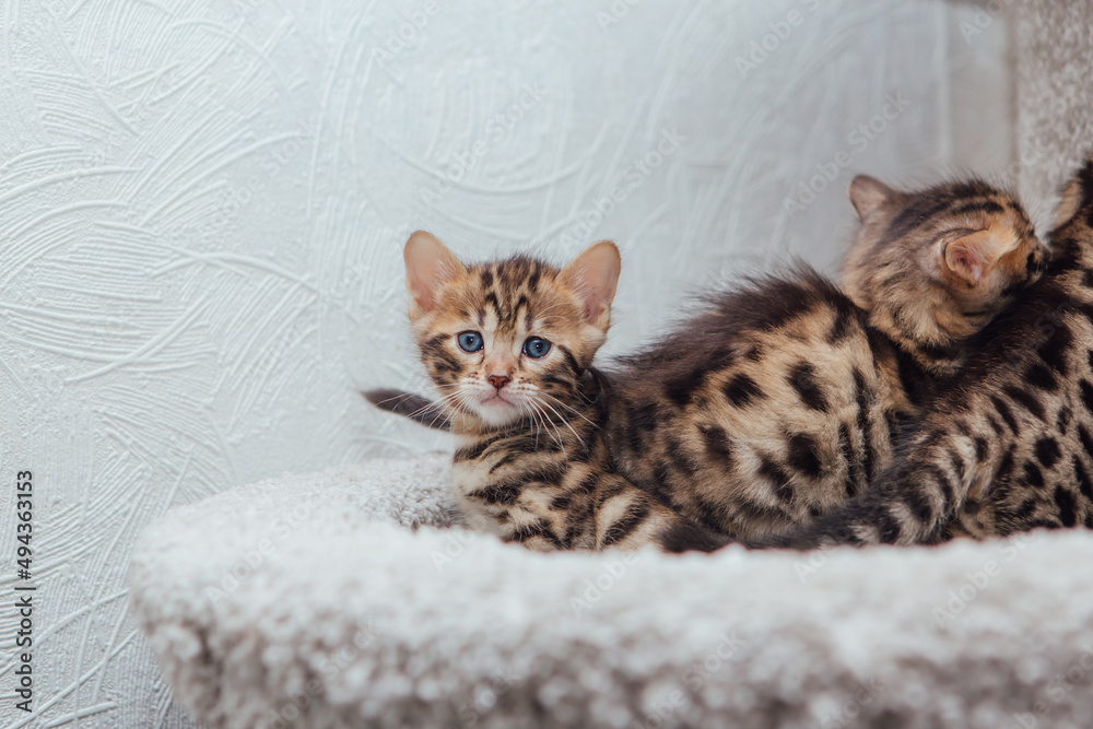 Three young cute bengal cats laying on a soft cat's shelf of a cat's house.