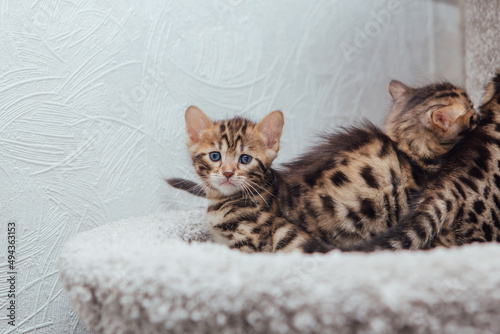 Three young cute bengal cats laying on a soft cat's shelf of a cat's house.