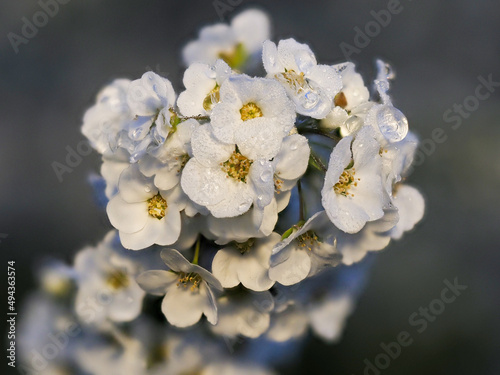 Tokyo, Japan - March 23, 2022:  Thunberg spirea or Spiraea thunbergii or Thunberg's meadowsweet in rain
 photo