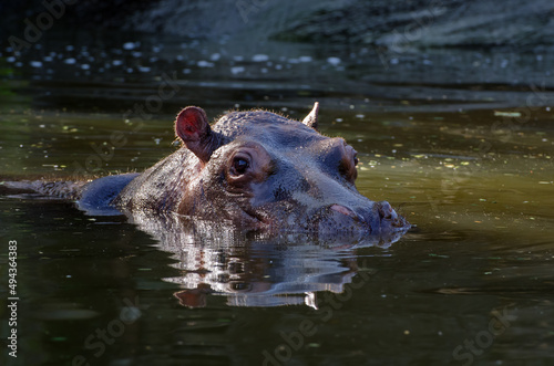 Hippo swimming in the river
