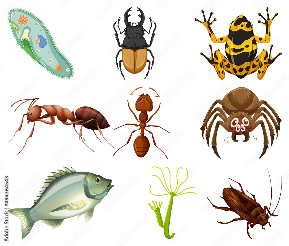 Obraz premium Different kinds of insects and animals on white background