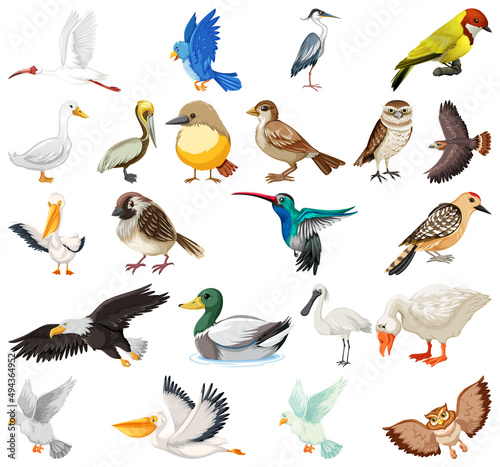 Different kinds of birds collection