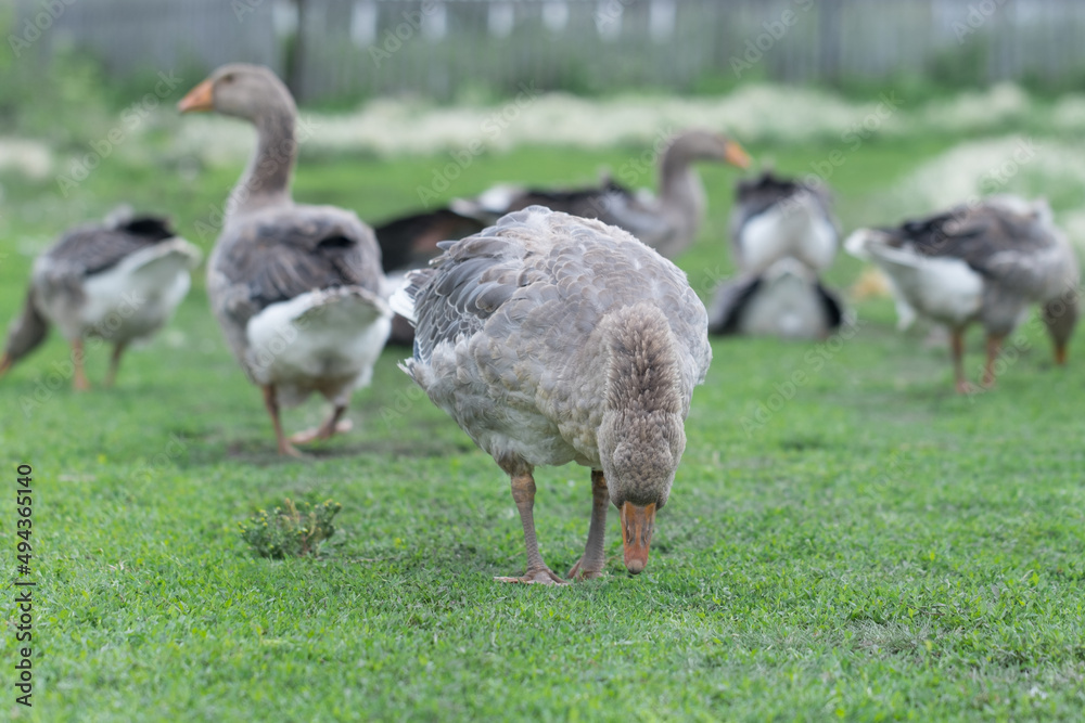 Gray beautiful geese in a pasture in the countryside walk on the green grass. Livestock farm birds. Animal breeding. Gray beautiful geese in a pasture in the countryside walk on the green grass. Livestock farm birds. Animal breeding.