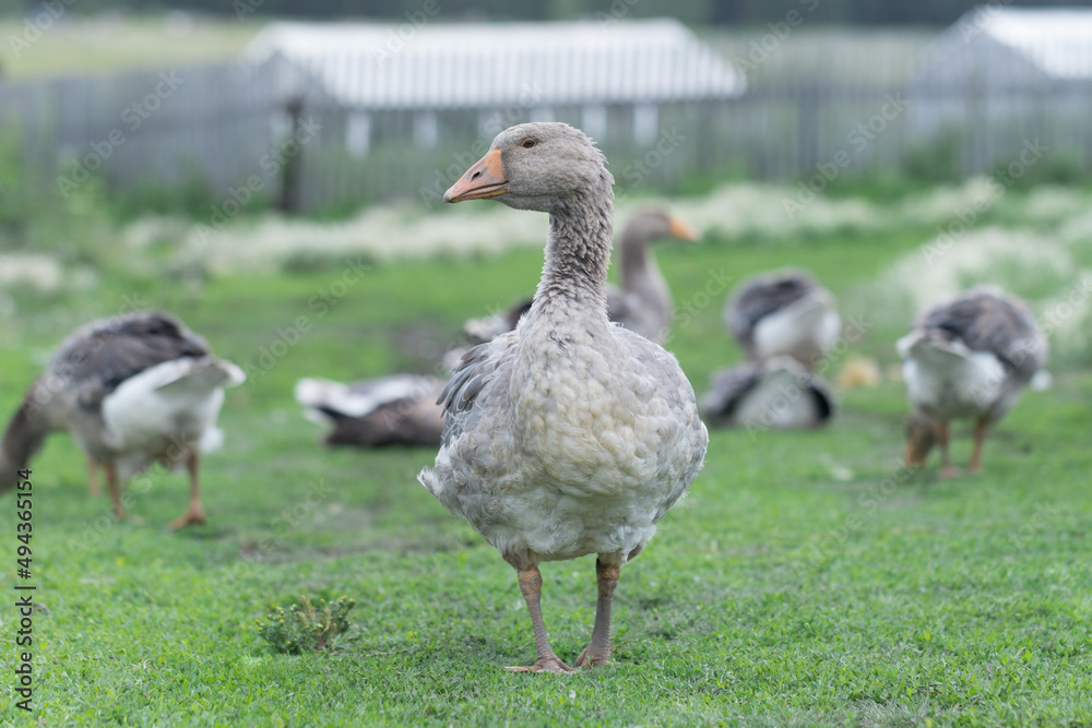 Gray beautiful geese in a pasture in the countryside walk on the green grass. Livestock farm birds. Animal breeding. Gray beautiful geese in a pasture in the countryside walk on the green grass. Livestock farm birds. Animal breeding.
