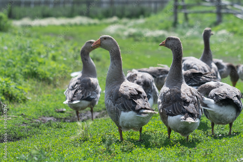 Obraz premium Gray beautiful geese in a pasture in the countryside walk on the green grass. Livestock farm birds. Animal breeding.
