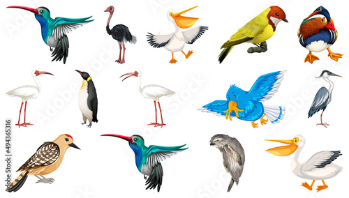Different kinds of birds collection