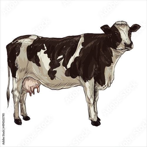 Cows vintage. Hand drawn sketch in a graphic style. Vintage engraving illustration for poster, web.