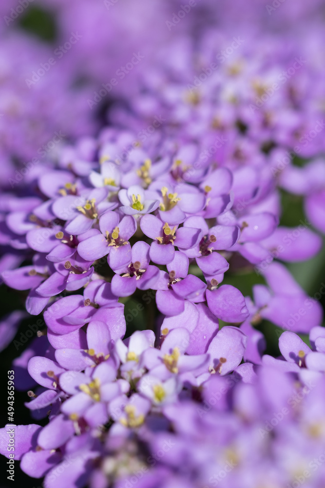 Fototapeta premium Cute beautiful flowers in the garden close-up. Selective small focus and nice bokeh. Fairytale world of plants. Nature green and vibrant petals.