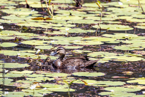 Pacific Black Duck in Queensland Australia photo