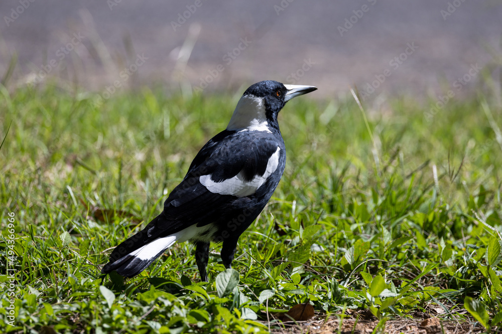 Australasian Magpie in Queensland Australia Australasian Magpie in Queensland Australia