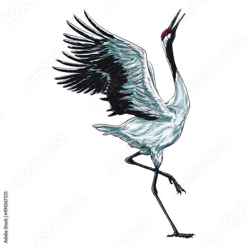 Japanese crane bird vintage watercolor illustration.