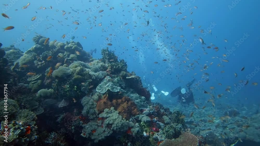 small colourful reef fish dancing next to a healthy coral with scuba diver in the background small colourful reef fish dancing next to a healthy coral with scuba diver in the background