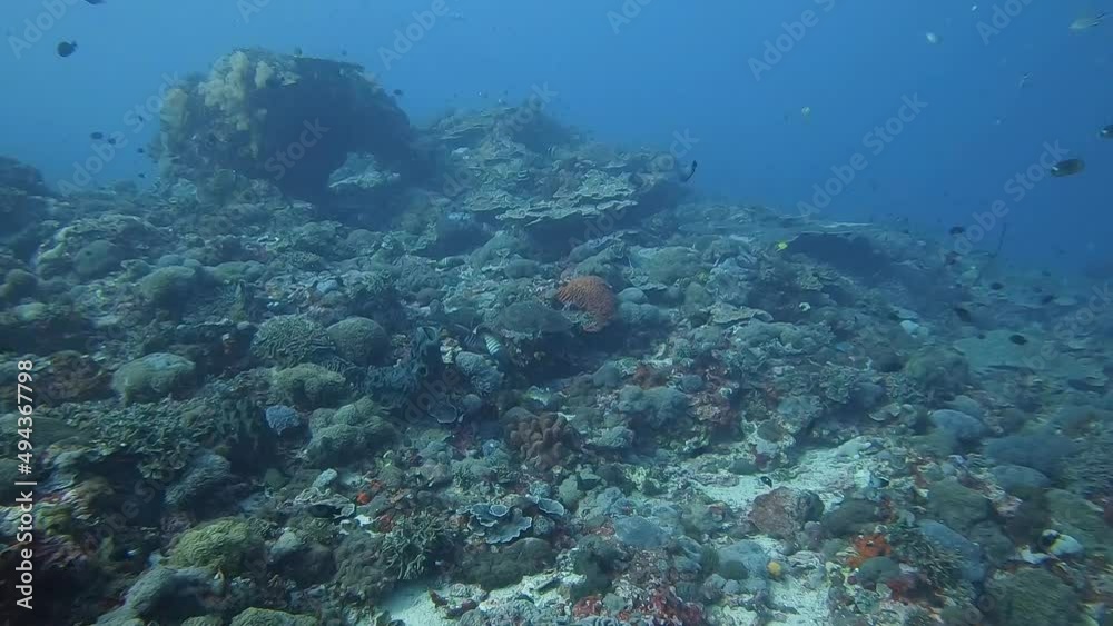 diving over a healthy coral reef with colourful reef fish diving over a healthy coral reef with colourful reef fish