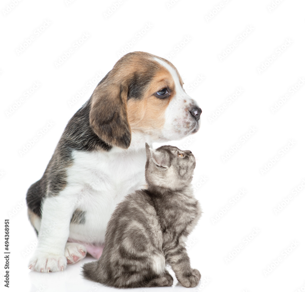 Young Beagle puppy and tabby kitten sit together in profile and look away and up on empty space. isolated on white background