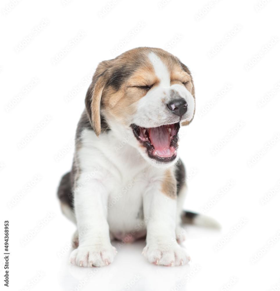 Yawning Beagle puppy.  isolated on white background