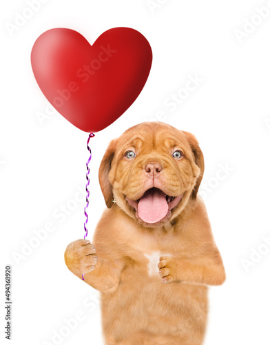 Happy mastiff puppy holds heart shaped balloon. isolated on white background