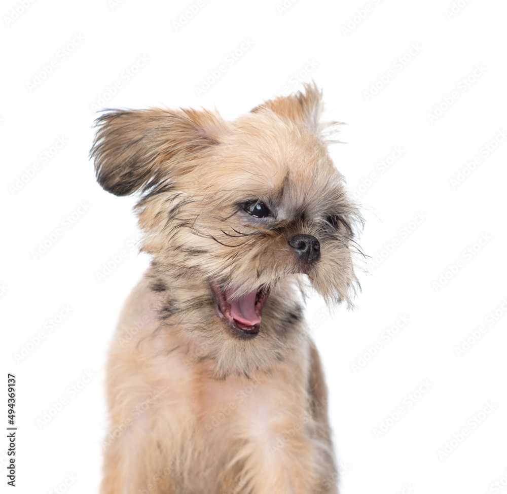 Yawning Brussels Griffon puppy. isolated on white background