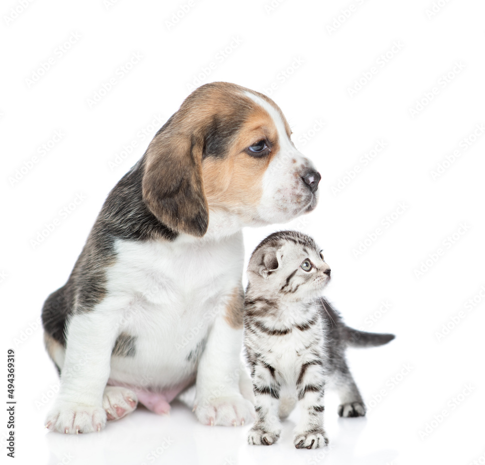 Young Beagle puppy and tabby kitten sit together in profile and look away and up on empty space. isolated on white background Young Beagle puppy and tabby kitten sit together in profile and look away and up on empty space. isolated on white background