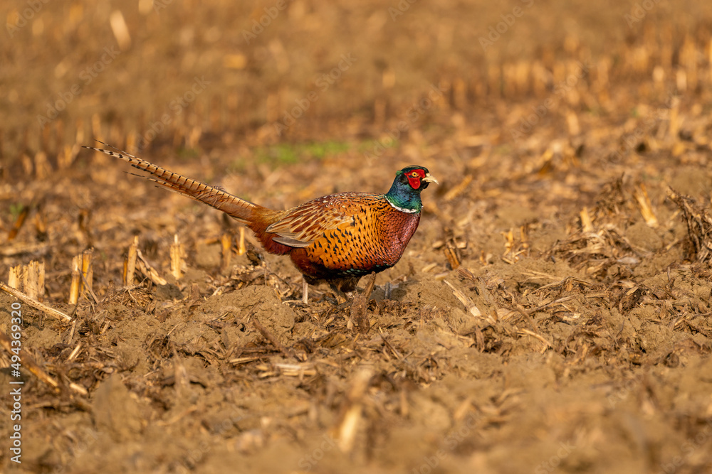 Fototapeta premium An Beautiful pheasant