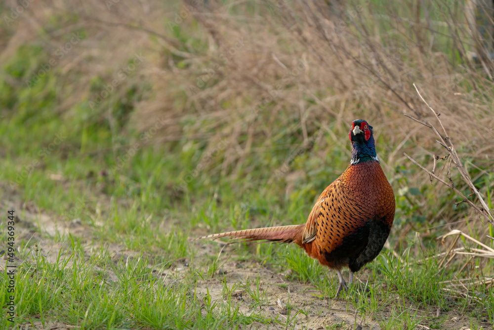 Fototapeta premium An Beautiful pheasant