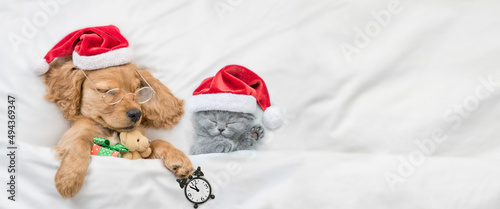 English Cocker spaniel puppy and tiny kitten wearing santa hats sleep together under white warm blanket on a bed at home. Top down view. Puppy holds gift box, toy bear and alarm clock. Empty space