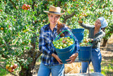 Young smiling attractive woman worker holding blue plastic bucket full of ripe pears in garden