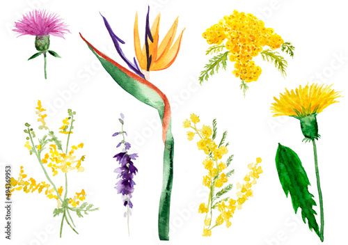Watercolor flowers and leaves element collection