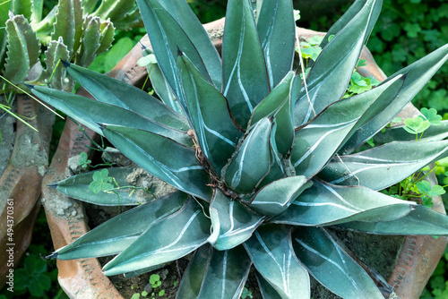 King of agaves cactus plant closeup photo