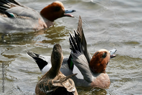 eurasian wigeon in the pond photo