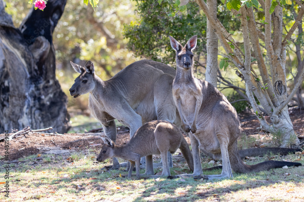 Kangaroo family mob, boomer, doe and joey Kangaroo family mob, boomer, doe and joey
