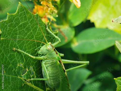 Grasshopper on a green leaf photo