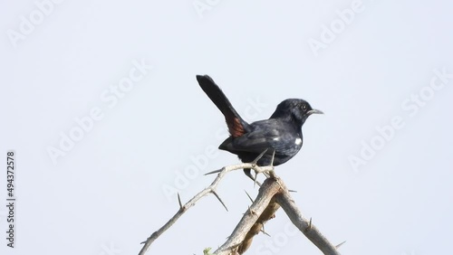 Indian robbin bird in forest  photo