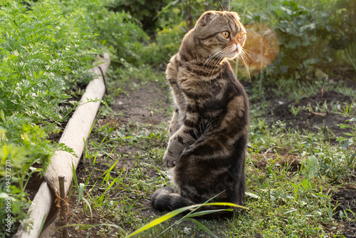 Cute funny brown tabby cat of the Scottish breed sits on a path in the garden among the beds of vegetables and looks. Wild striped scottish fold cat in the garden in the morning sun photo