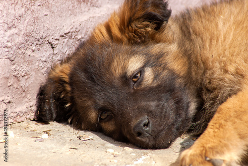 dog sleeping on the ground © Bohdan