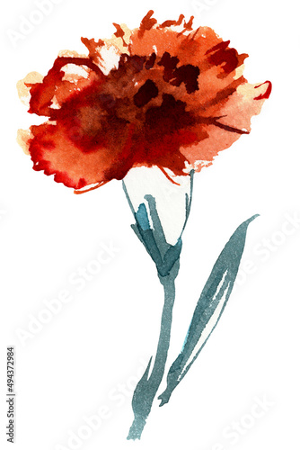 Carnation Watercolor Painting Illustration. . High quality illustration