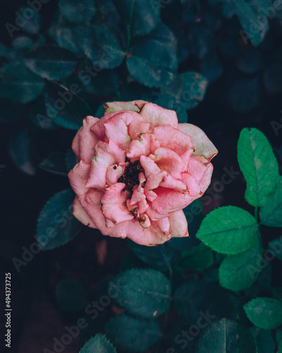 pink rose flower