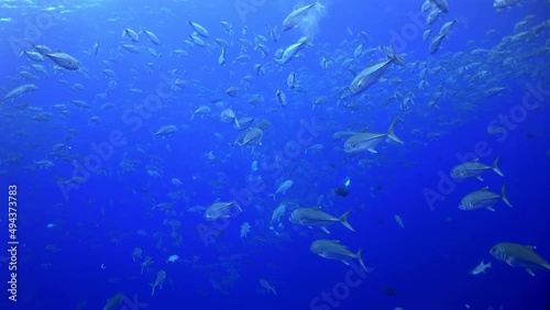 Slow motion shot of school yellowtail snapper fish (Ocyurus chrysurus), underwater under water marine life in Cocos Keeling Islands Costa Rica Scuba diving and snorkeling in undersea Pacific Ocean. photo