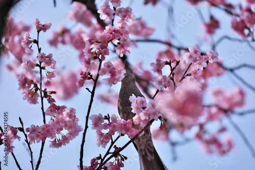 桜の木とヒヨドリ