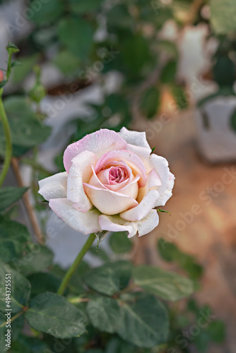 fresh pink rose flower in a garden