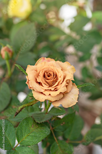 fresh rose flower in a garden