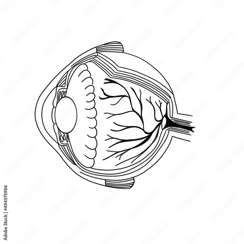 Line drawing of Eye anatomy in white background. Black and white eye