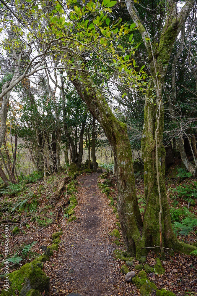 Fototapeta premium autumn forest with pathway
